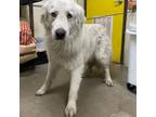 Adopt Forrest a Great Pyrenees