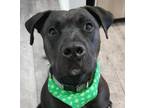 Adopt Radar-Foster or Adopt Me! a American Staffordshire Terrier