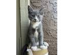 Adopt Benellii a Domestic Short Hair