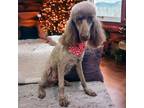 Adopt Max a Standard Poodle