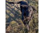 Adopt Ritz a Black Labrador Retriever, Mixed Breed