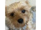 Adopt Hunky a Yorkshire Terrier