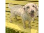 Adopt Hansel 24-05-120 a Wirehaired Dachshund, Terrier