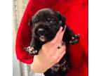 Adopt Snuggle 24-04-065 a Labrador Retriever