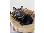 Adopt Harry Potter a American Shorthair