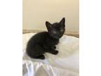 Adopt Gobstopper a Domestic Short Hair