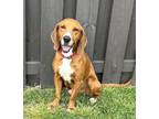 Adopt Slinky a Basset Hound, Beagle