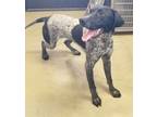 Adopt Duffy a German Shorthaired Pointer