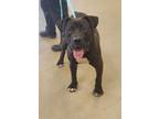 Adopt Colin a Pit Bull Terrier