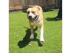 Adopt Turkey a American Staffordshire Terrier, Mixed Breed