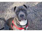 Adopt Smokie a Pit Bull Terrier, Mixed Breed