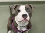 Adopt Carl a Pit Bull Terrier, Mixed Breed