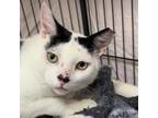 Adopt Rodeo a Domestic Short Hair