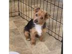 Adopt Mcgee SH_0628 a Terrier