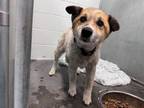 Adopt CHAI a Border Terrier