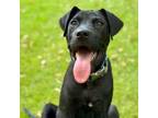 Adopt Darby 05-2429 a Black Labrador Retriever, Great Dane