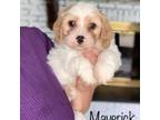 Cavachon Puppy for sale in Berlin, OH, USA