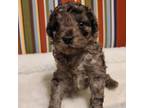 Mutt Puppy for sale in Grenada, MS, USA