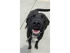 Adopt GRIZZLE a American Staffordshire Terrier, Mixed Breed