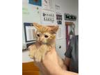 Adopt GRIZZLY a Domestic Short Hair