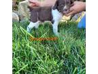 Brittany Puppy for sale in Arthur, IL, USA