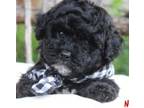 Poodle (Toy) Puppy for sale in Conway, AR, USA