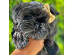 Shih Tzu Puppy for sale in Jacksonville, FL, USA