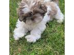 Shih Tzu Puppy for sale in Granger, IN, USA