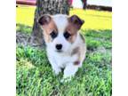 Pembroke Welsh Corgi Puppy for sale in Richards, MO, USA