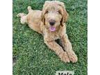 Goldendoodle Puppy for sale in Eagle, ID, USA