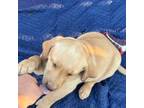 Labrador Retriever Puppy for sale in Newark, CA, USA