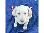 Labrador Retriever Puppy for sale in Newark, CA, USA