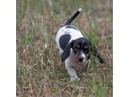 Dachshund Puppy for sale in Coyle, OK, USA