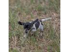 Dachshund Puppy for sale in Coyle, OK, USA