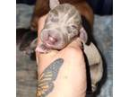 Italian Greyhound Puppy for sale in Levittown, PA, USA