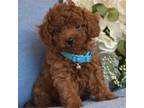 Poodle (Toy) Puppy for sale in Temecula, CA, USA