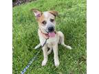 Adopt Ryan a Cattle Dog, Mixed Breed