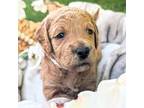 Goldendoodle Puppy for sale in Millersburg, PA, USA