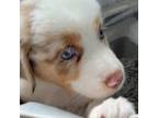 Australian Shepherd Puppy for sale in Pearl, MS, USA