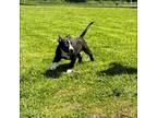 Mutt Puppy for sale in Woonsocket, RI, USA