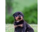 Rottweiler Puppy for sale in Union Bridge, MD, USA