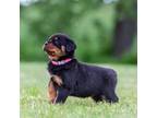 Rottweiler Puppy for sale in Union Bridge, MD, USA