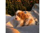 Cavalier King Charles Spaniel Puppy for sale in Visalia, CA, USA