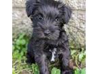 Schnauzer (Miniature) Puppy for sale in Bon Aqua, TN, USA