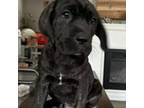 Cane Corso Puppy for sale in Frankfort, IL, USA