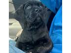 Cane Corso Puppy for sale in Frankfort, IL, USA