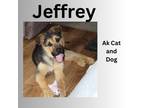 Adopt Jeffrey a German Shepherd Dog
