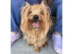 Adopt Boo Boo a Yorkshire Terrier