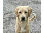 Adopt Ace a Labrador Retriever, Mixed Breed