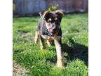 Adopt Milton a German Shepherd Dog, Mixed Breed